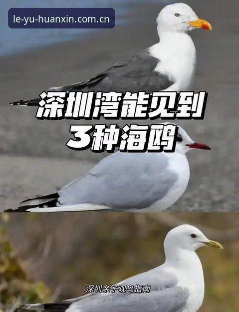 津门虎夏季调整窗口观察指南：换人悬念、萨尔瓦多预案与乐鱼平台观赛全解析